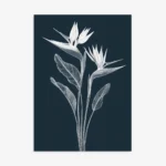 Detailed white line art illustration of two Bird of Paradise (Strelitzia) flowers with elongated leaves, set against a solid dark navy blue background with a white border.