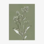 Detailed botanical illustration of a white-flowered plant with leaves and multiple small blooms, rendered in grayscale on a solid muted olive green background.