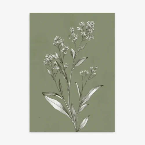 Detailed botanical illustration of a white-flowered plant with leaves and multiple small blooms, rendered in grayscale on a solid muted olive green background.