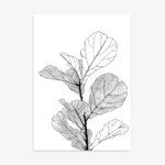 Detailed black and white minimalist line art drawing of a fiddle leaf fig plant with large, distinctive leaves and visible veins.