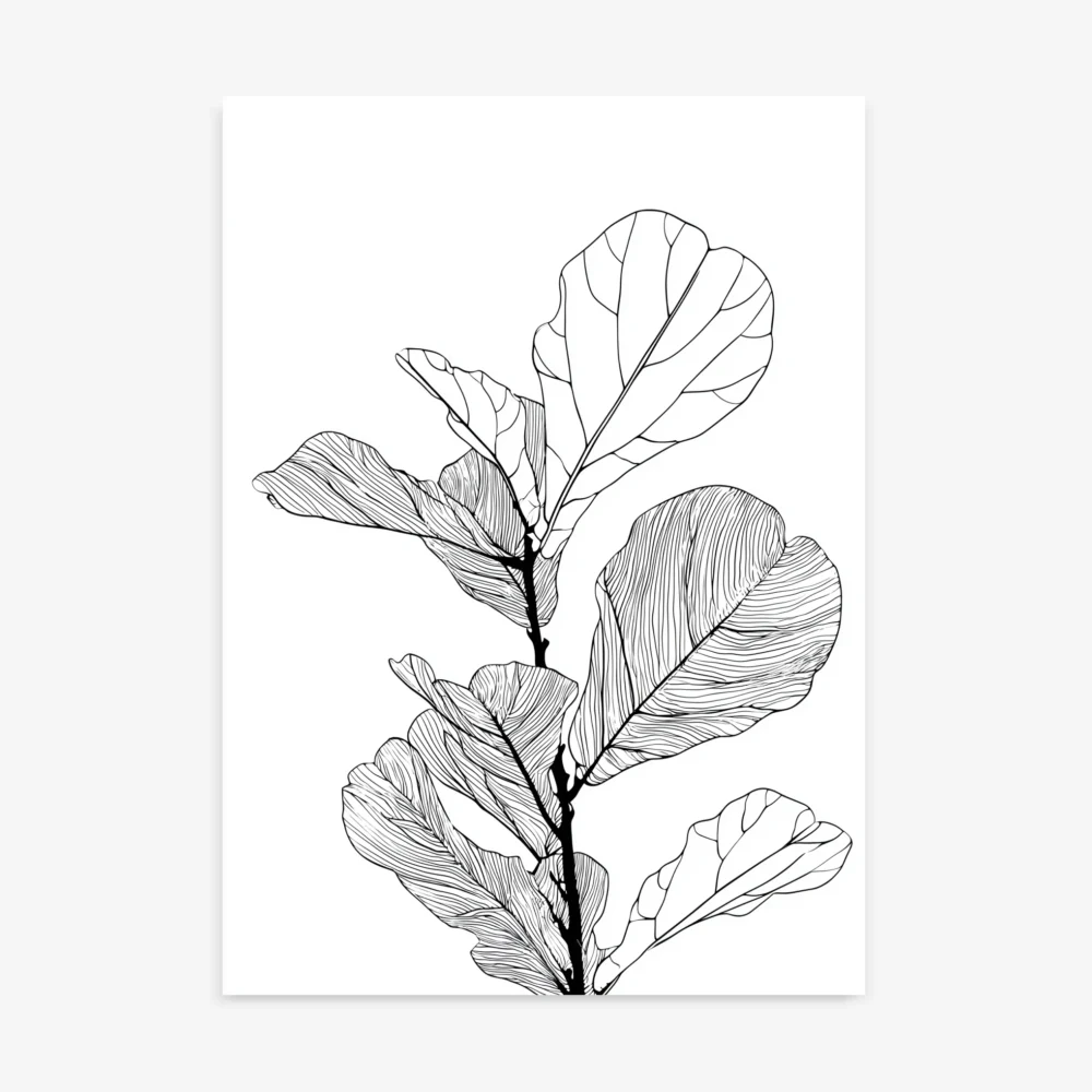 Detailed black and white minimalist line art drawing of a fiddle leaf fig plant with large, distinctive leaves and visible veins.