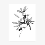 Detailed black and white minimalist line art illustration of a leafy branch with several round leaves and buds, featuring fine line shading and some solid black filled leaves.