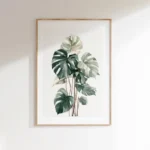 Detailed botanical illustration art print of a healthy Monstera deliciosa plant with multiple large, split leaves in shades of green and white, on a light background.