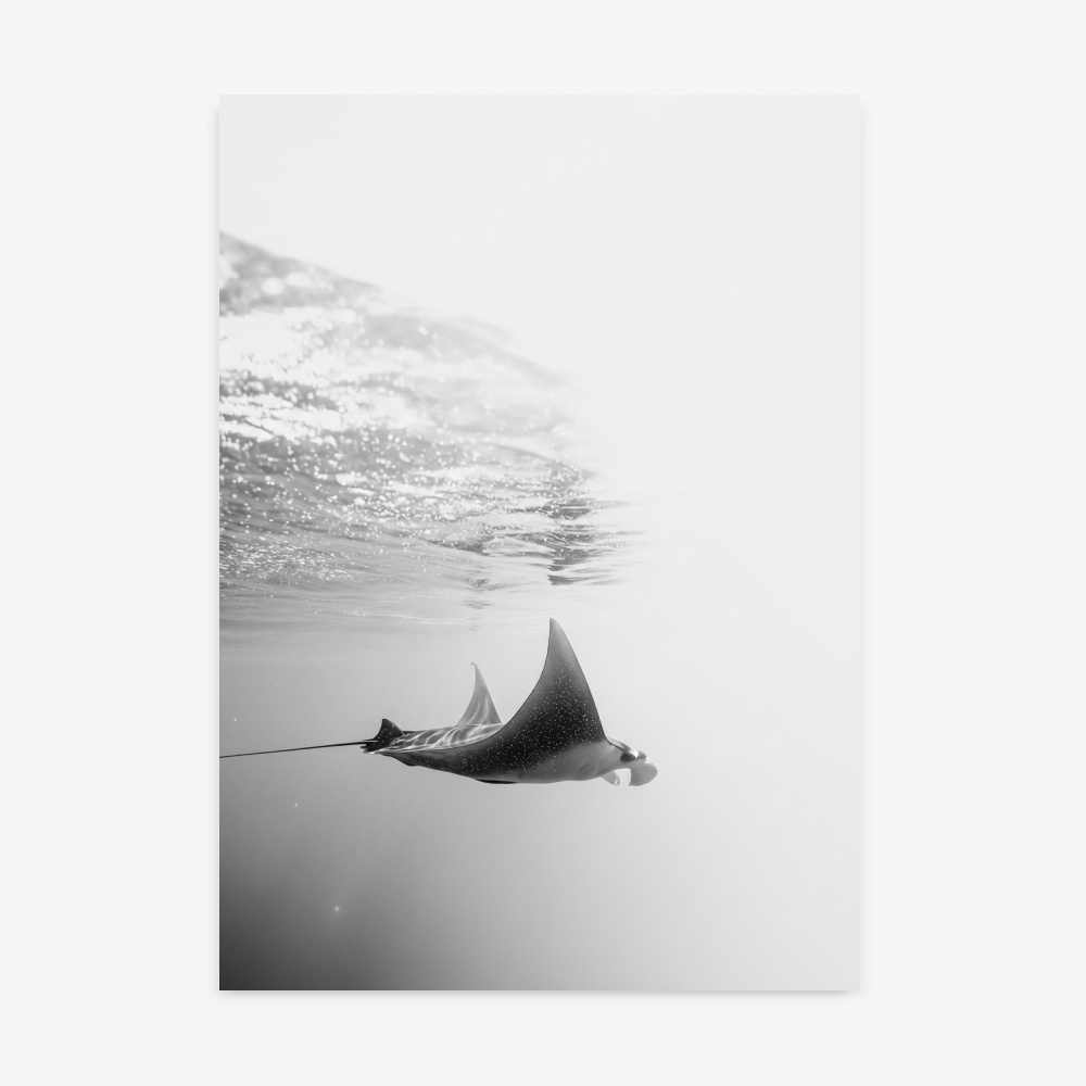 Fine Art Print — animals-art-print, black-and-white-photography-art-prints print