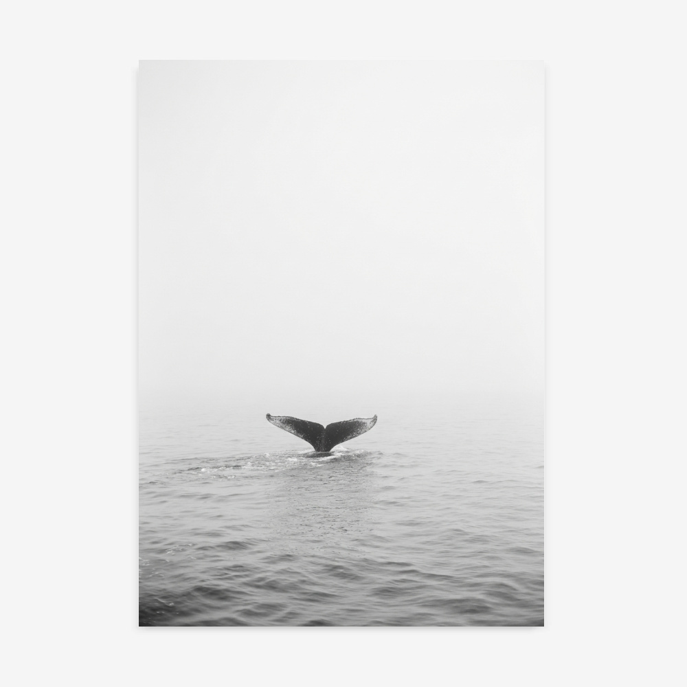 Fine Art Print — animals-art-print, black-and-white-photography-art-prints print