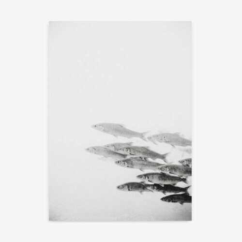 Fine Art Print — animals-art-print, black-and-white-photography-art-prints print
