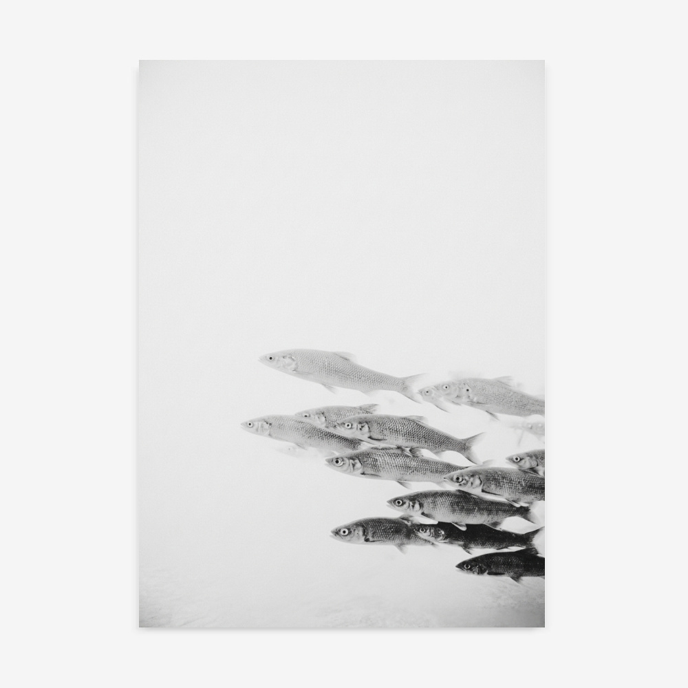 Fine Art Print — animals-art-print, black-and-white-photography-art-prints print